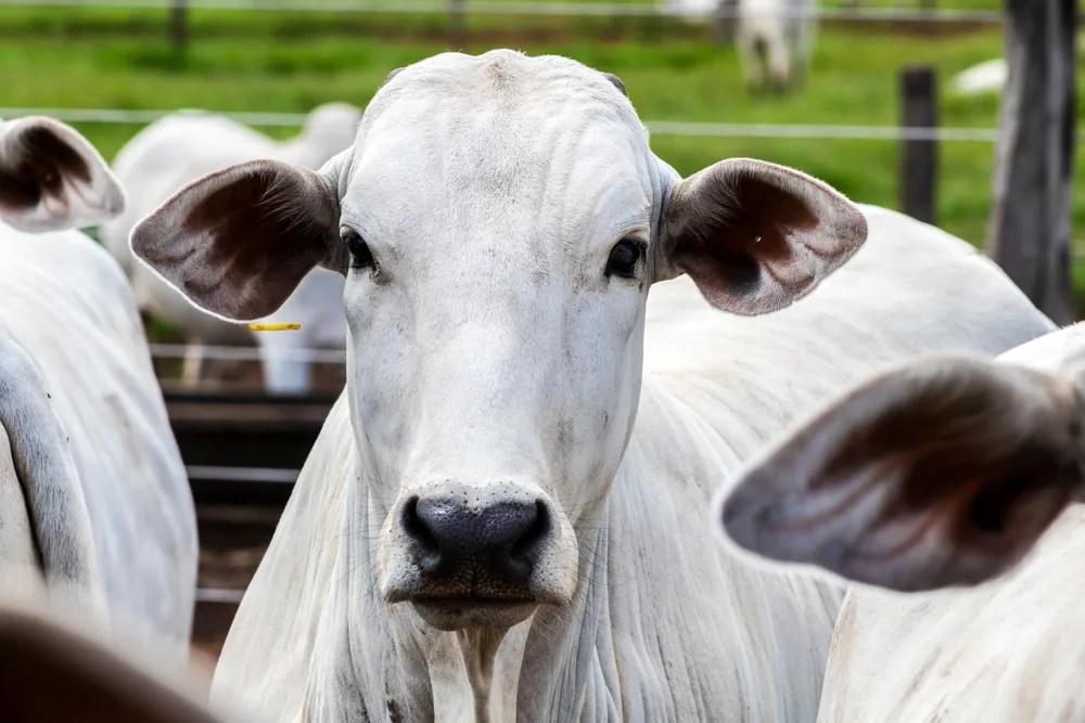 Exportação de carne bovina brasileira recua 22,2% em agosto