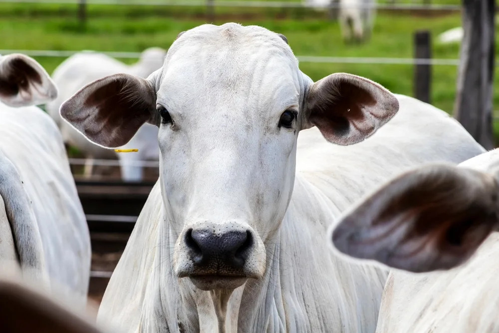 Exportação de carne bovina brasileira recua 22,2% em agosto